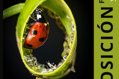 MINUSCULOS EN LA URBE