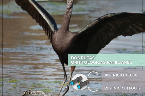 Cartel Día Mundial Medio Ambiente 2026 - JPG 01