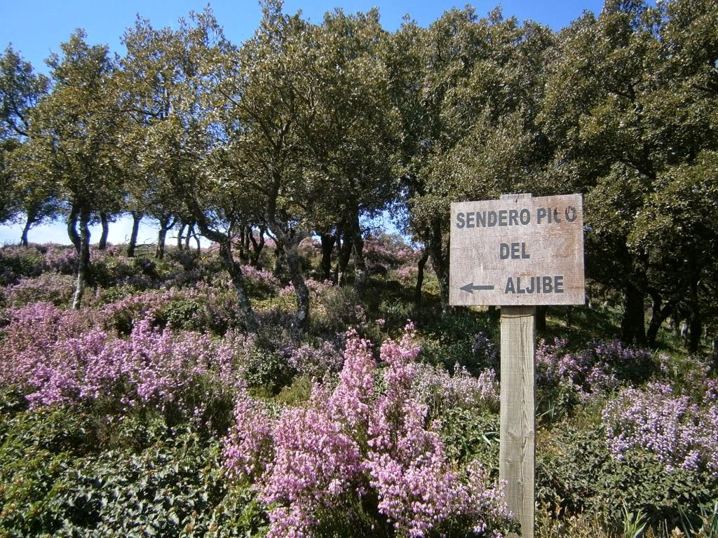 Pico_del_Aljibe_1