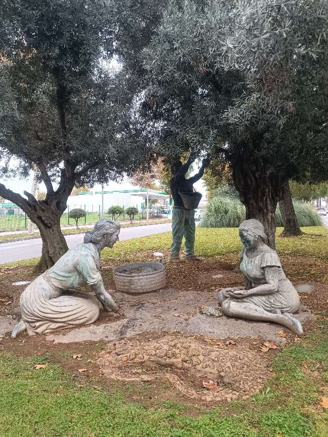 Aceituneras