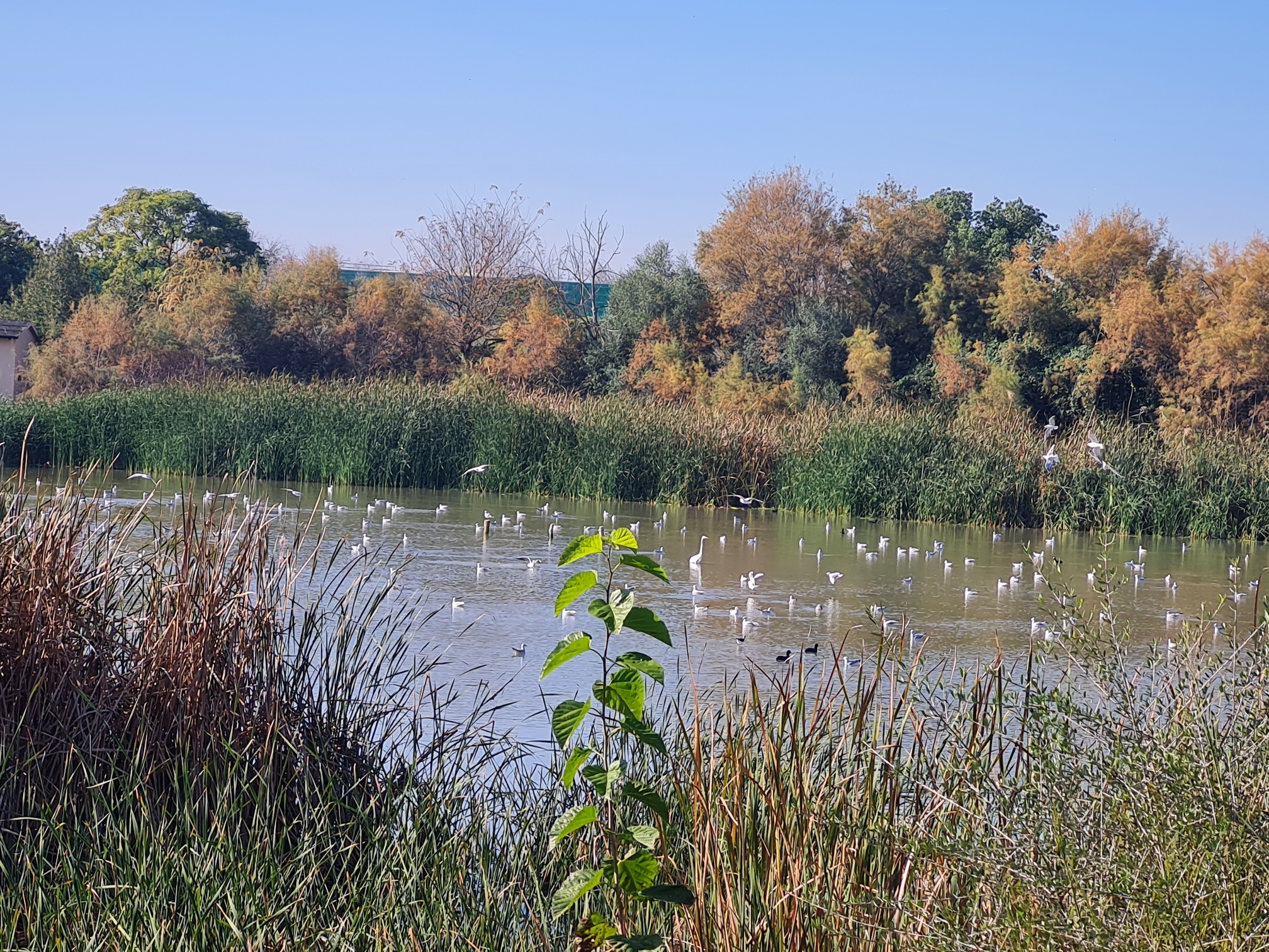 Laguna Fuente del Rey