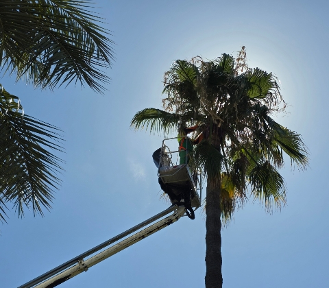 Poda palmeras