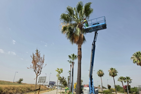 Campaña poda palmeras (1)