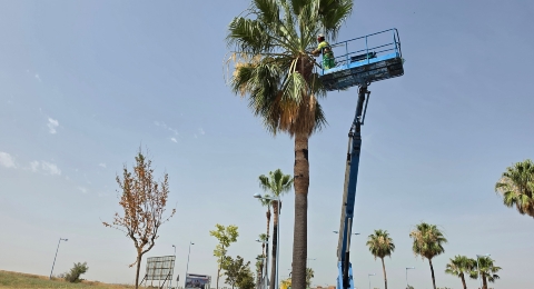 Campaña poda palmeras (1)