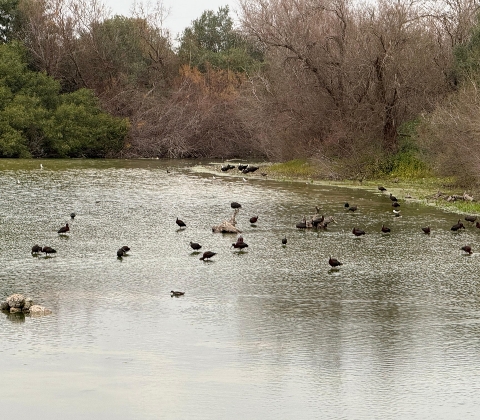 LAGUNA DE FUENTE DEL REY