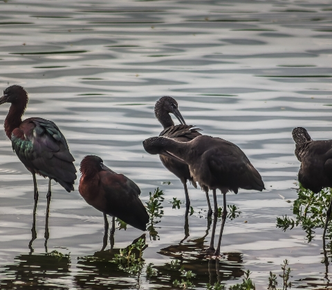 Los Guardianes del Estanque