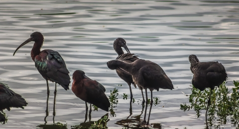 Los Guardianes del Estanque