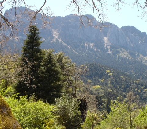 PINSAPAR-Sierra_del_Pinar