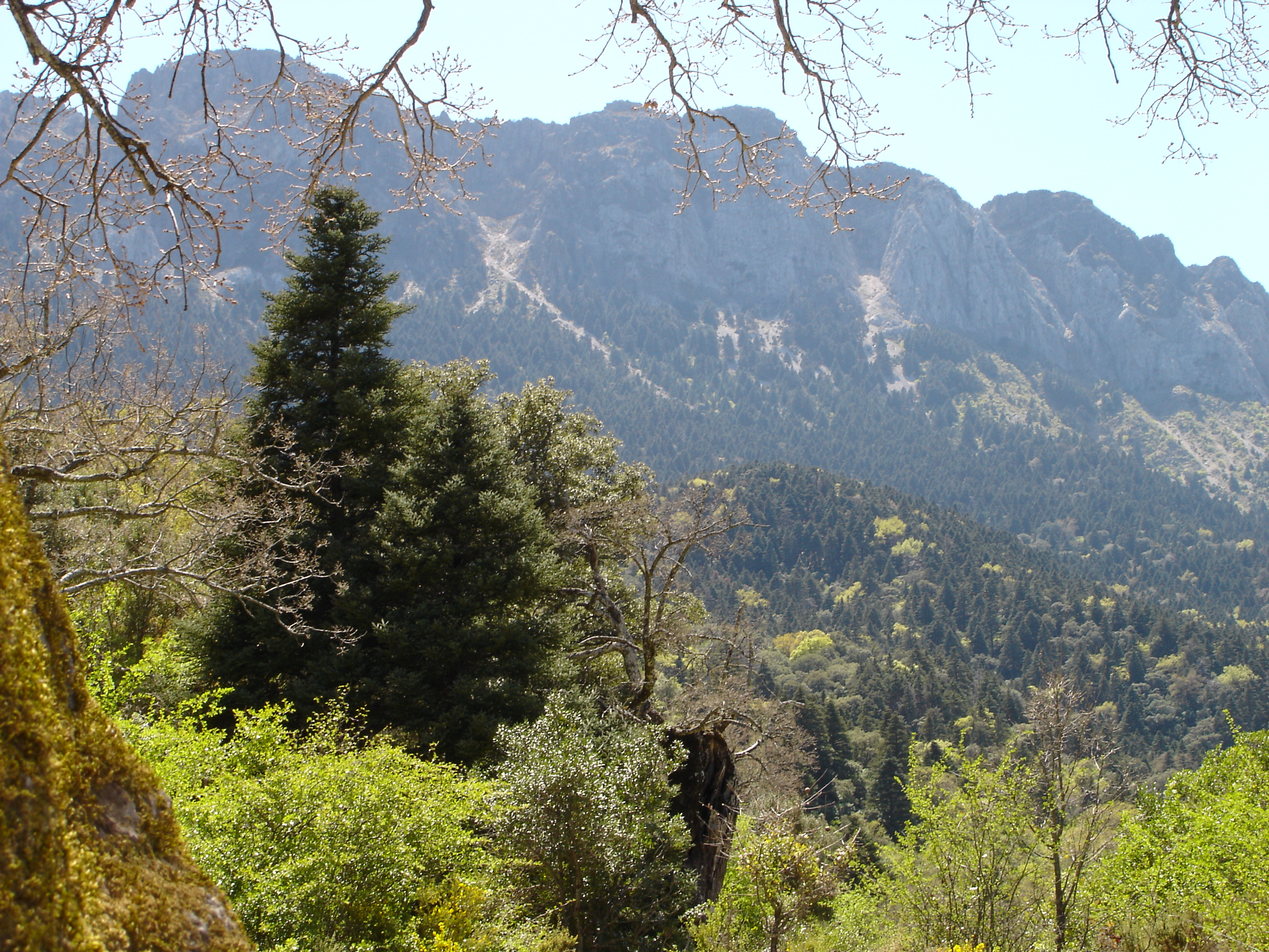 PINSAPAR-Sierra_del_Pinar